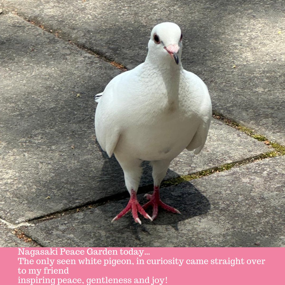©Lady Wise (@ladywiseworld) on Twitter photo My friend is presently in Japan and took this beautiful photo of the 'Peace Pigeon' in #Nagasaki Peace Garden on 8 May 2025. His message deserves to be heard across the world! Keep your feet on the ground and stay centred in #peace <a href="/KariJoys/">Kari Joys MS</a> <a href="/arunbhar/">ARUN BHARDWAJ</a> <a href="/BethFratesMD/">Beth Frates MD</a> 💕 My friend is presently in Japan and took this beautiful photo of the 'Peace Pigeon' in #Nagasaki Peace Garden on 8 May 2025. His message deserves to be heard across the world! Keep your feet on the ground and stay centred in #peace <a href="/KariJoys/">Kari Joys MS</a> <a href="/arunbhar/">ARUN BHARDWAJ</a> <a href="/BethFratesMD/">Beth Frates MD</a> 💕