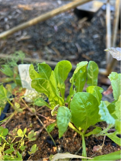 Roberto Busi tweet media