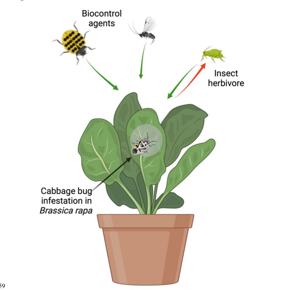 ACCEPTED: Prior Brassica rapa infestation by the cabbage bug, Eurydema ornata alters the performance and behaviour of the peach-potato aphid, Myzus persicae and its natural enemies
#PMS