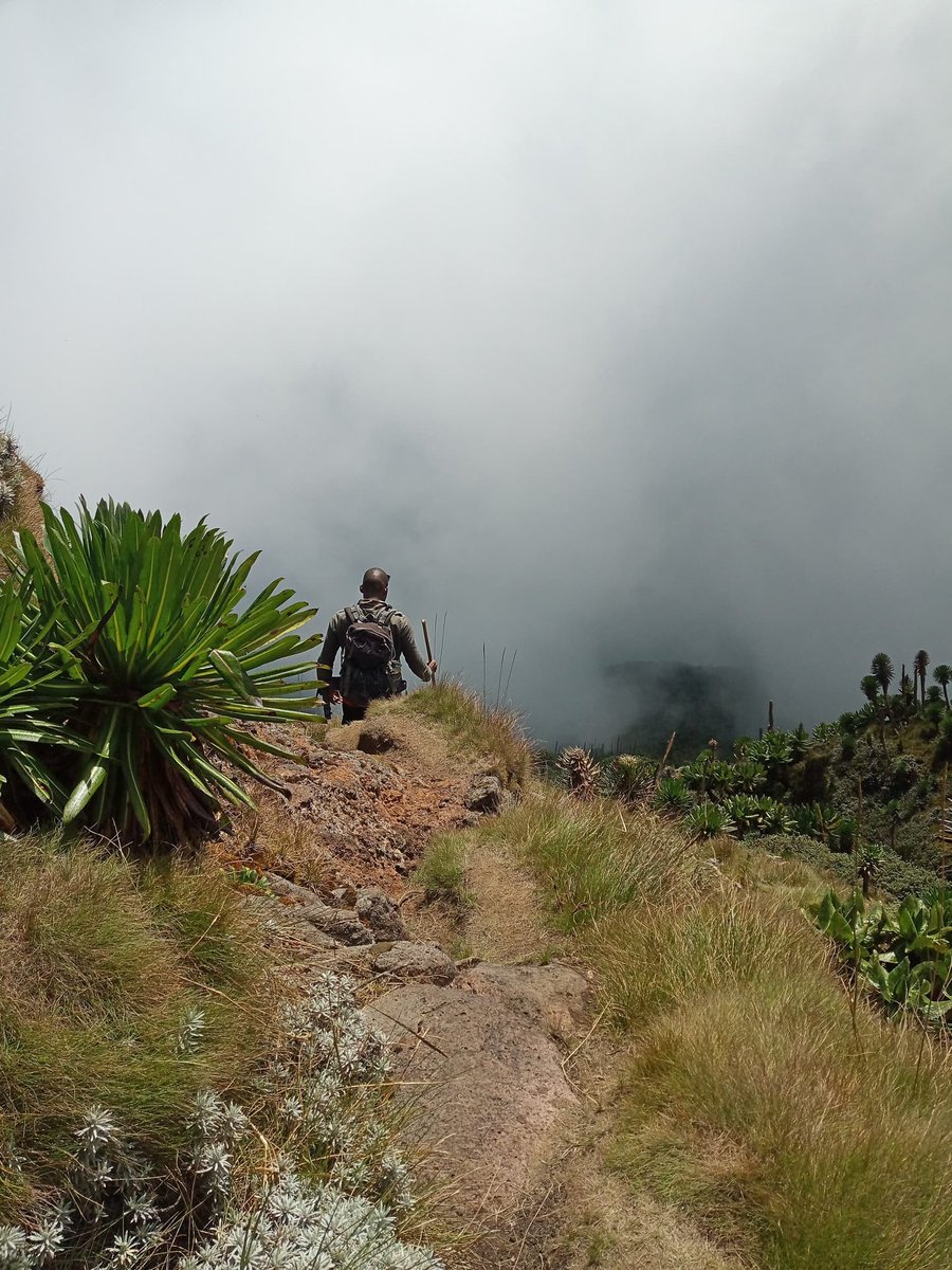 abayo albert tweet media