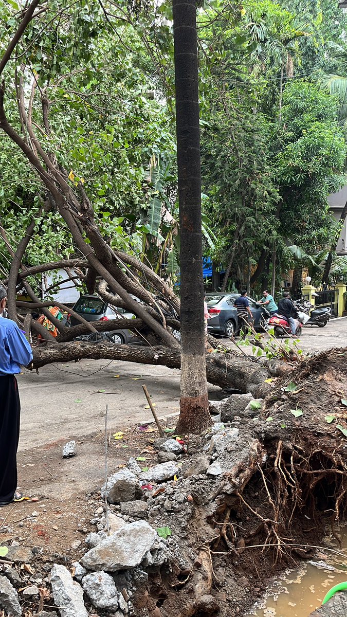 madnsad's tweet photo. A tree fell off in Chembur @mybmc please help clear this. Location: Inside Ratna Stores Lane https://t.co/FKLAfSUrUC
