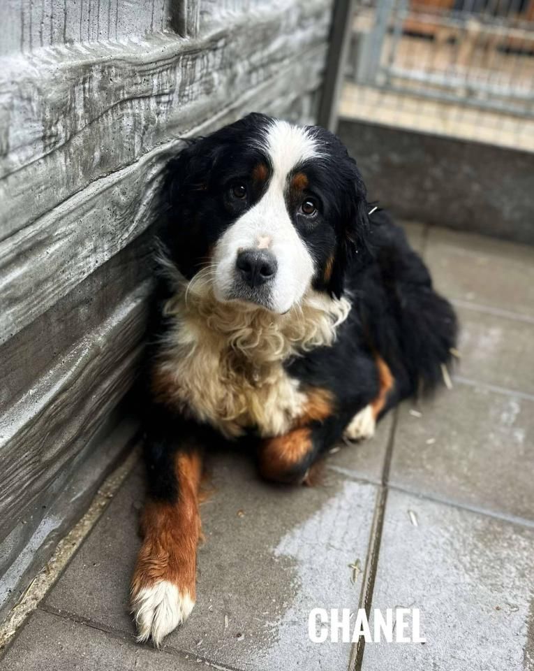 Pies do adopcji, Rytlów
Chanel to bardzo wrażliwa sunia, która nie zaznała szczęścia....
wieszgdziezwierz.pl/psy/do-adopcji…
#pies #doadopcji #piesdoadopcji #niekupujadoptuj #adoptuj #rytlów