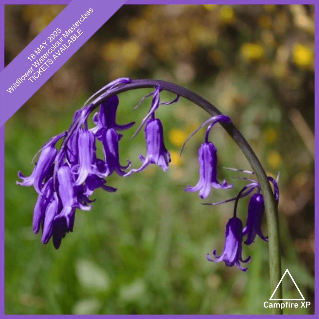 campfire_xp's tweet image. 2-5pm, 18th May | Express the colours of spring in this creative session led by special guest host artist Hildagard Carr. Walk the grounds & feel inspired by blooming wildflowers before settling in front of your canvas for some peaceful painting. Tickets: campfirexp.com