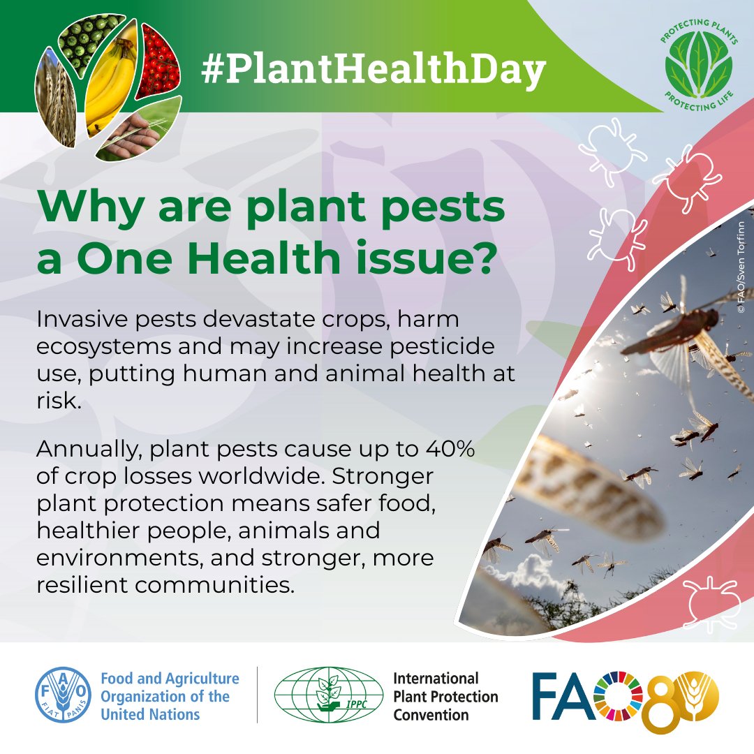 Why are plant pests a #OneHealth issue? 🌱🦠

🛑 They destroy crops
🌍 Disrupt ecosystems
⚠️ Increase pesticide use

Protect Plants = Protect People, Animals &amp; the Planet

Learn more: bit.ly/4jmWrjI

#PlantHealthDay🌱