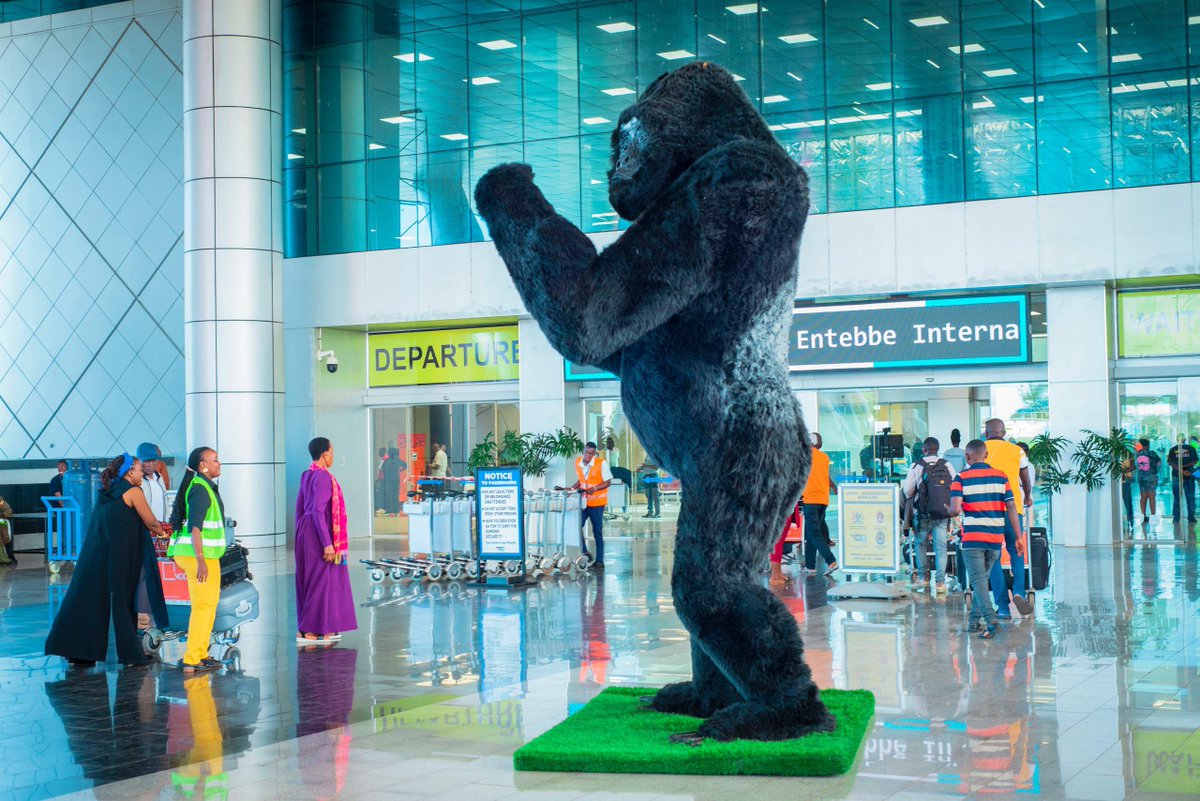 TourismBoardUg's tweet photo. What do you know about the new gorilla sculptures at Entebbe International airport? 

Here’s the story of the silverback gorilla at departures - RUHONDENZA 🦍 - The Gentle Giant of Bwindi.

Ruhondeza was the dominant silverback of the Mubare gorilla family - the first group to be habituated in Uganda in 1991 and opened for tourism in 1993. At the time, he was estimated to be between 28 and 32 years old. His name, Ruhondeza, means “one who loves sleeping,” a fitting reflection of his calm, gentle nature.

He led a group of 17 individuals with remarkable peace and stability. By the time he passed away on 27th June 2012, at around 50 years old, Ruhondeza had been seen by over 50,000 tourists. As the most photographed gorilla in Bwindi, he became a symbol of Uganda’s conservation success.

Unlike other gorillas, Ruhondeza spent his final days not deep in the forest, but near the village, surrounded by locals - an extraordinary gesture of trust and connection. His legacy lives on as a peaceful leader and a pioneer in Uganda’s gorilla tourism.

Let’s honour Ruhondeza’s legacy by protecting those who remain. Join the movement to conserve Uganda’s mountain gorillas, because one family saved is a future preserved.

#ExploreUganda #100Save1Gorilla