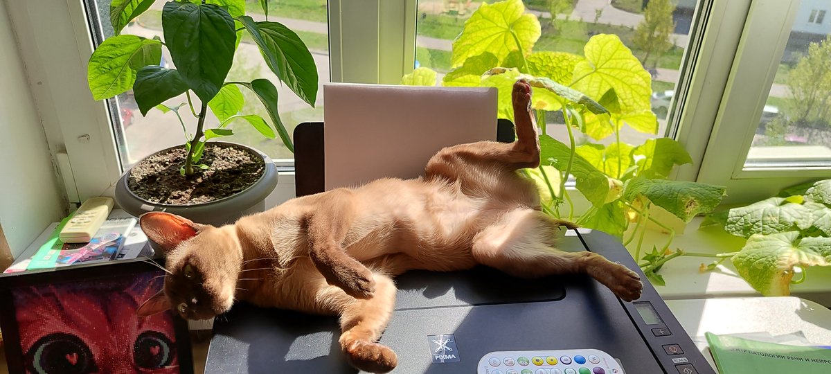 gprovemeow ☀️🐱

<a href="/SuccinctLabs/">Succinct</a>