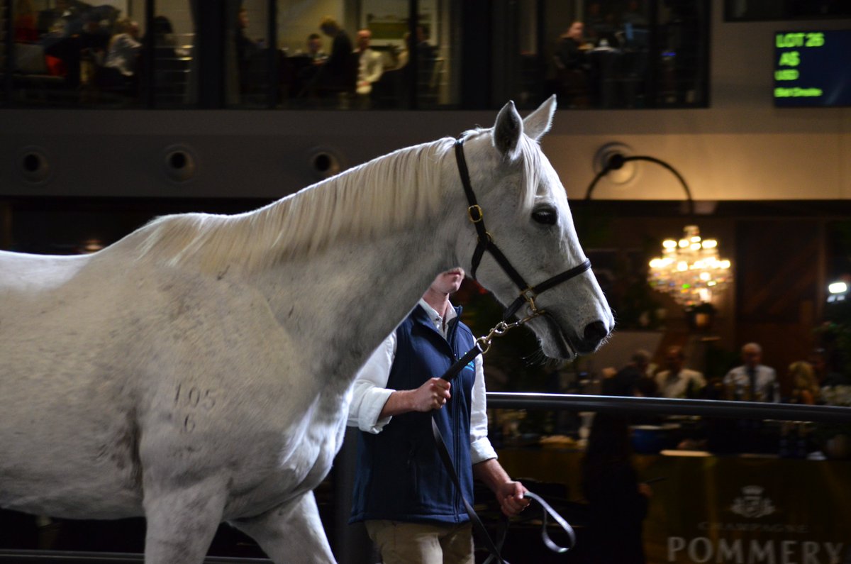 Alma Vale Thoroughbreds (@almavaletb) on Twitter photo Our first stand-alone draft at the Inglis Chairman's Sale is off to a fantastic start, with Lot 26 – Aalaalune (NZ) selling to <a href="/CraigRounsefell/">Boomer Bloodstock</a> Bloodstock for $300,000.
Congratulations to all connections ✨
#AlmaValeThoroughbreds Our first stand-alone draft at the Inglis Chairman's Sale is off to a fantastic start, with Lot 26 – Aalaalune (NZ) selling to <a href="/CraigRounsefell/">Boomer Bloodstock</a> Bloodstock for $300,000.
Congratulations to all connections ✨
#AlmaValeThoroughbreds