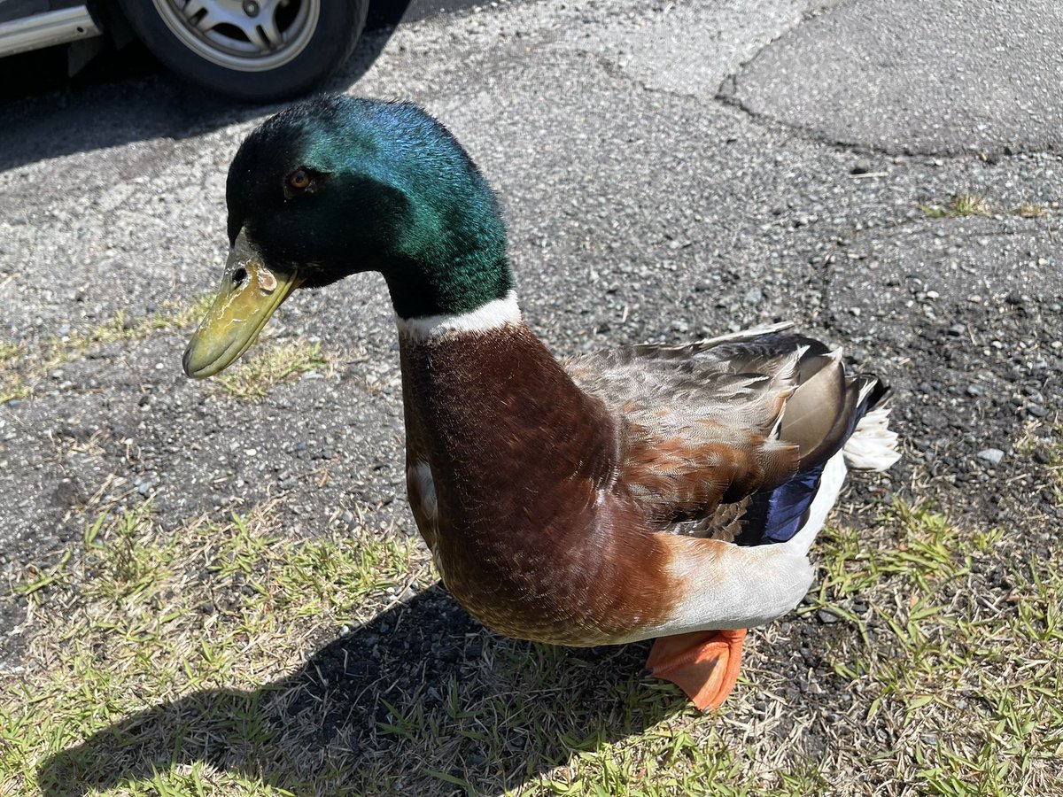 ラウンド中に乱入してきた鴨🦆

コースの池に住んでて人に慣れてるから全然逃げません🤣