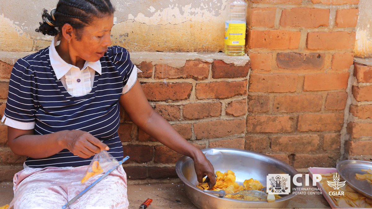 International Potato Center (@cipotato) on Twitter photo In southern Madagascar, the Mahavonjy association is turning orange-fleshed sweetpotato 🍠 into income, nutrition & opportunity!
Thanks to a chip machine from <a href="/Cipotato/">International Potato Center</a> & the Mionjo Project, they earn up to $120/month & fight malnutrition at the same time.
👉🏽 In southern Madagascar, the Mahavonjy association is turning orange-fleshed sweetpotato 🍠 into income, nutrition & opportunity!
Thanks to a chip machine from <a href="/Cipotato/">International Potato Center</a> & the Mionjo Project, they earn up to $120/month & fight malnutrition at the same time.
👉🏽
