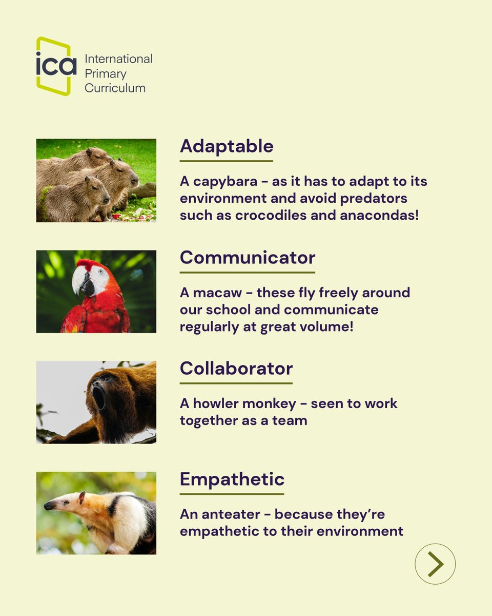IC_Association's tweet image. How have a capybara, a treefrog and an anteater helped students at The British School Caracas develop into warm, friendly, respectful individuals?
Find out: internationalcurriculum.com/news/aligning-…