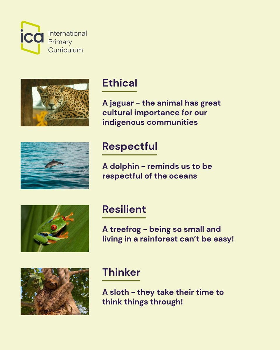 IC_Association's tweet image. How have a capybara, a treefrog and an anteater helped students at The British School Caracas develop into warm, friendly, respectful individuals?
Find out: internationalcurriculum.com/news/aligning-…