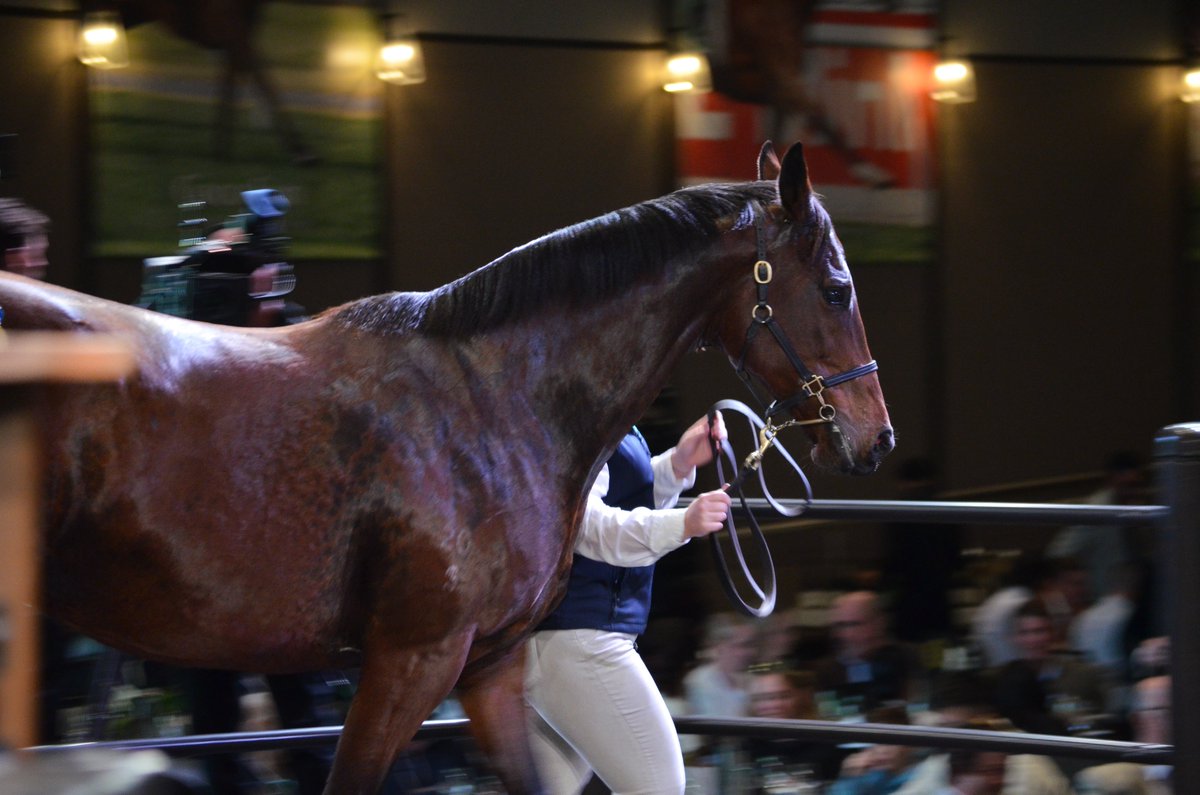 Alma Vale Thoroughbreds (@almavaletb) on Twitter photo Our second last lot through the ring, Lot 41 - Californiasurprise, sells for $300,000 to <a href="/mitchellbstock/">Mitchell Bloodstock</a>💥
Congratulations once again to owners Verna Metcalfe and the Beirs family.
#AlmaValeThoroughbreds Our second last lot through the ring, Lot 41 - Californiasurprise, sells for $300,000 to <a href="/mitchellbstock/">Mitchell Bloodstock</a>💥
Congratulations once again to owners Verna Metcalfe and the Beirs family.
#AlmaValeThoroughbreds