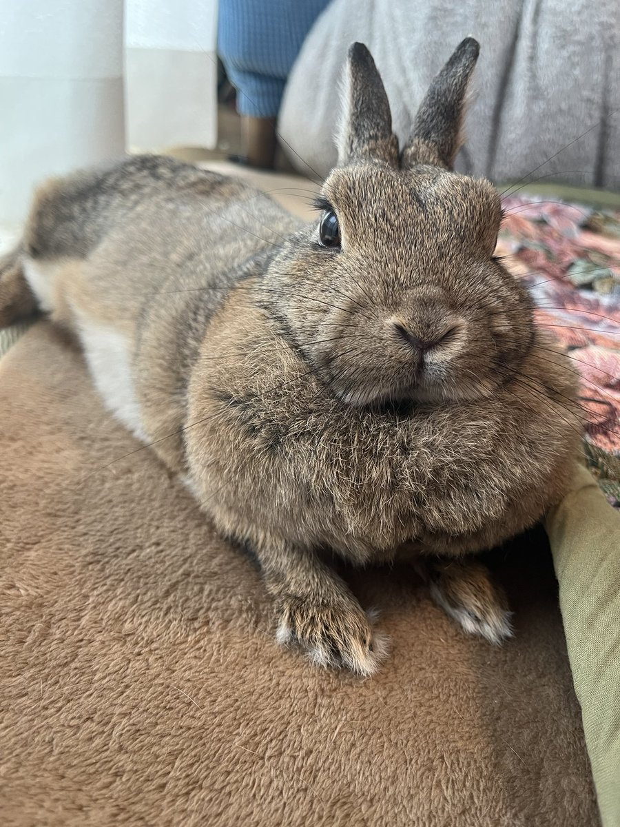 今日もかわいい4歳のめかぶ。