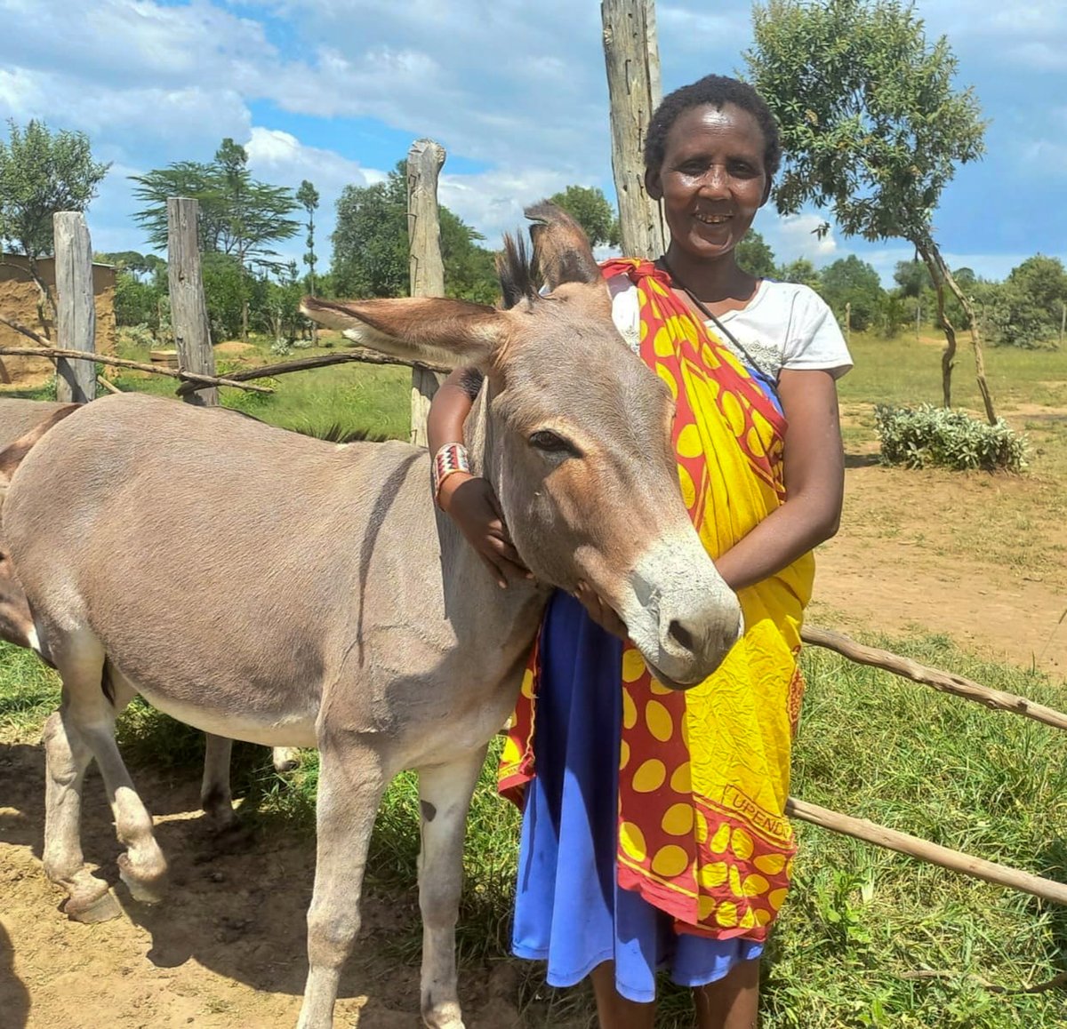 farming systems k (@farmingsystemsk) on Twitter photo Today, we pause to celebrate one of the most humble yet hardworking animals in our communities โ the Donkey.
#WorldDonkeyDay | #MtunzePundaDaima
<a href="/TheBrookeEA/">Brooke East Africa</a> Today, we pause to celebrate one of the most humble yet hardworking animals in our communities โ the Donkey.
#WorldDonkeyDay | #MtunzePundaDaima
<a href="/TheBrookeEA/">Brooke East Africa</a>