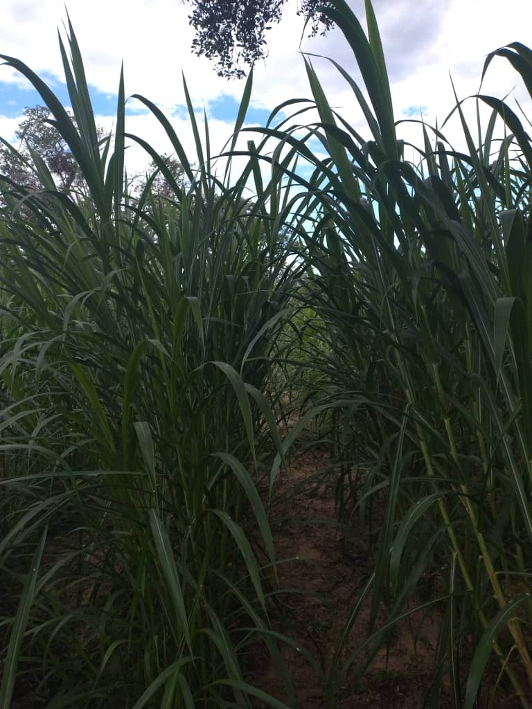 Good Morning Africa 

We now live in the era of AI.
 Our African engineers are writing compendiums about the HISTORY of AI that anyone can extract from DeepSeek, ChatGBT, MS Co- pilot.

Our engineers MUST innovate, invent,  write sophisticated  Large Language Models.