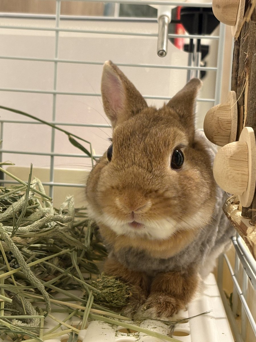 夕飯うさぎ🐰