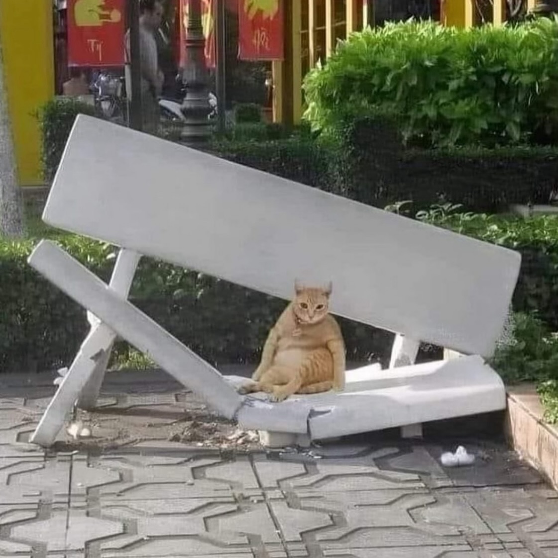 Punch Cat (@punchingcat) on Twitter photo 