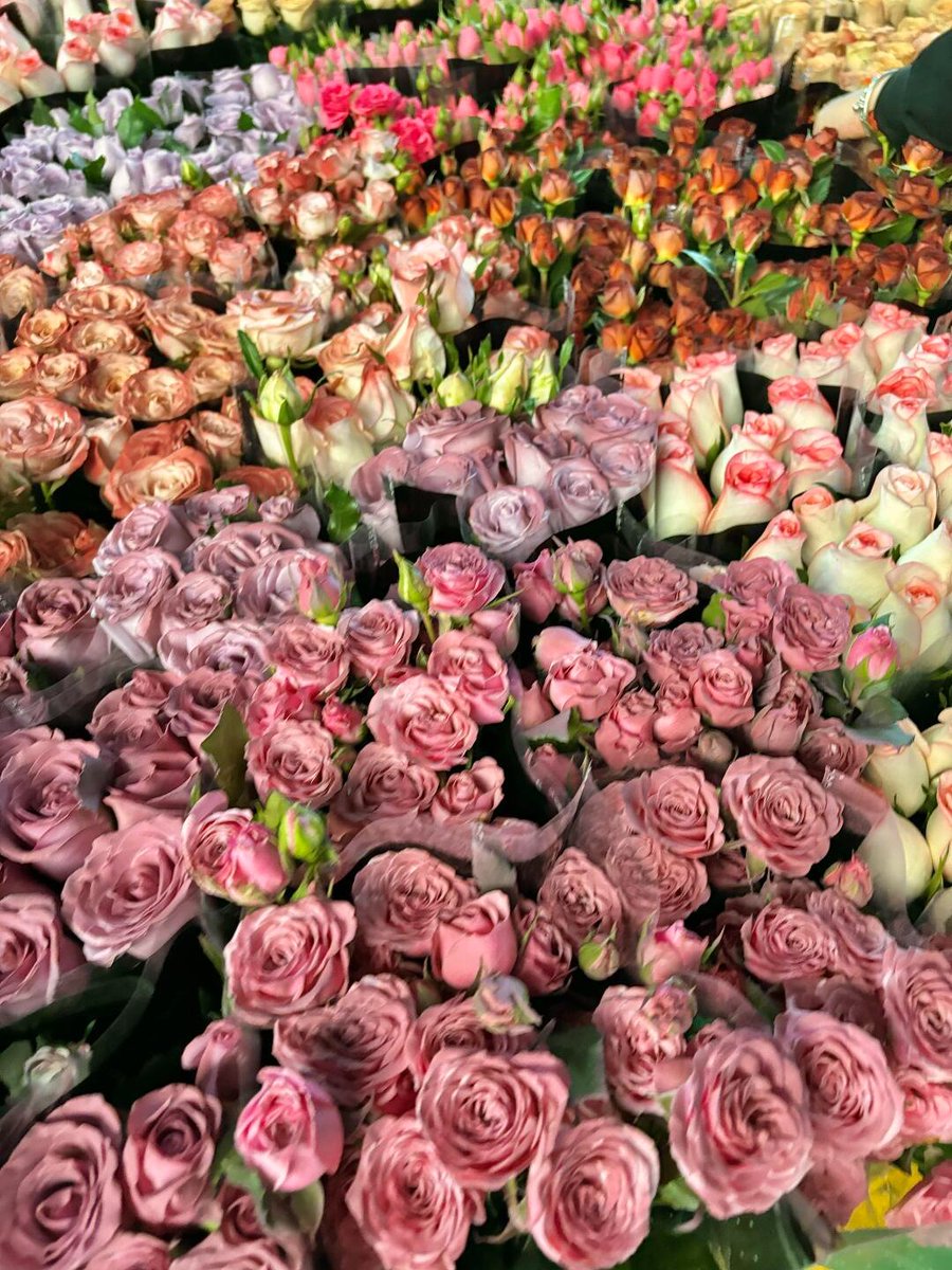 这里的鲜花永远旺盛 #求关注