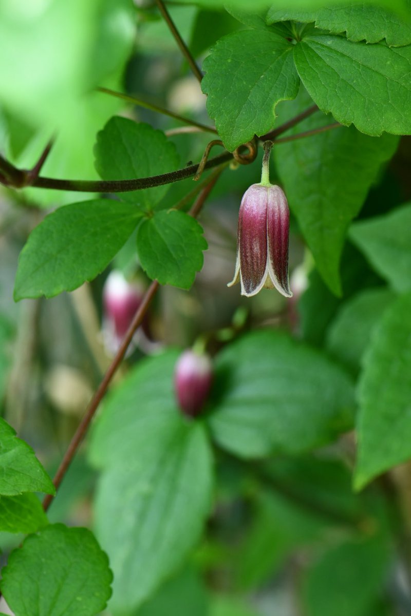 花様 NEW】【THE URBAN BLANCHE ORIGINAL 】 2WAY 花柄 カラードレス