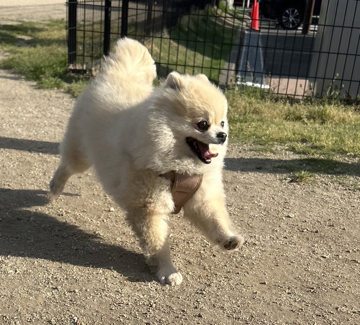 爆走ポメラニアンきなこ tweet media