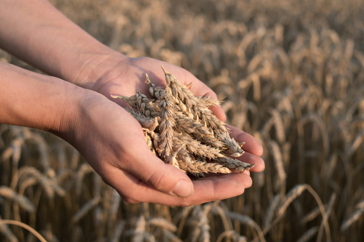 Food scarcity is no longer a future threat - it’s already happening. Jill Maclean of the UK Food Council calls for urgent action to strengthen the UK’s food supply chain through smarter sourcing, tech, &amp; collaboration. 

#FoodSecurity #SupplyChain #UKFoodCouncil