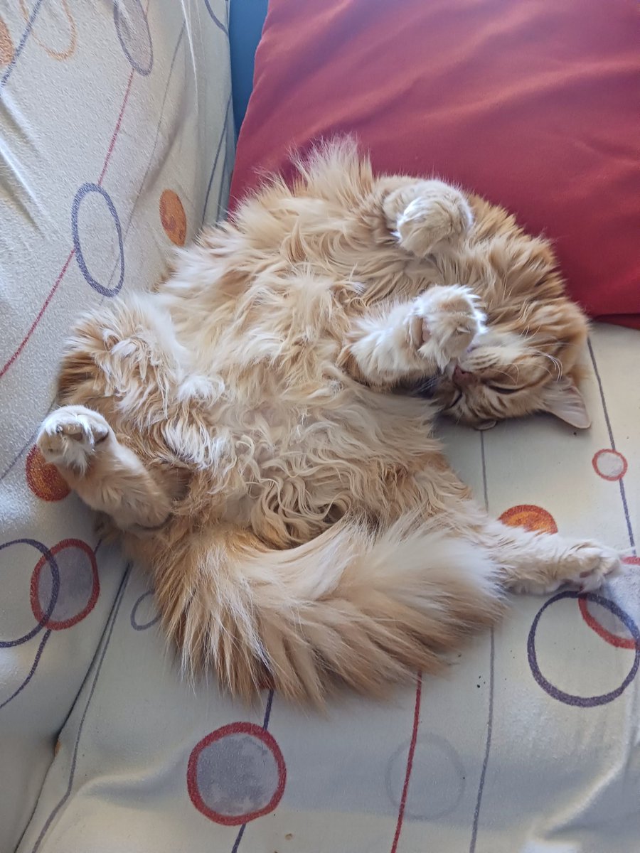 ⭐ Montsinova ⭐ ||☆|| ❤️🐈‍⬛🐈🐈‍⬛🐈🐈‍⬛❤️ tweet media