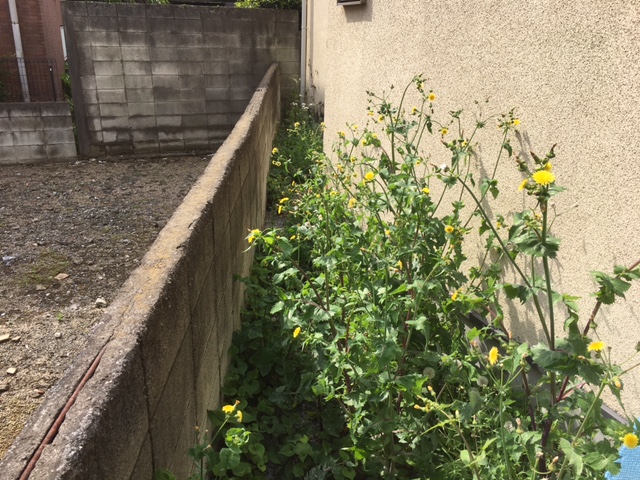 otasuke966's tweet photo. 今年も暖かくなりましたので、草木が伸びてきました。
お庭や空地の草刈りや、庭木の剪定・伐採等も承ります。
その他、小さなお困りごとでもご相談ください。
https://t.co/znE9eqw4kI https://t.co/44pgvl7DzR