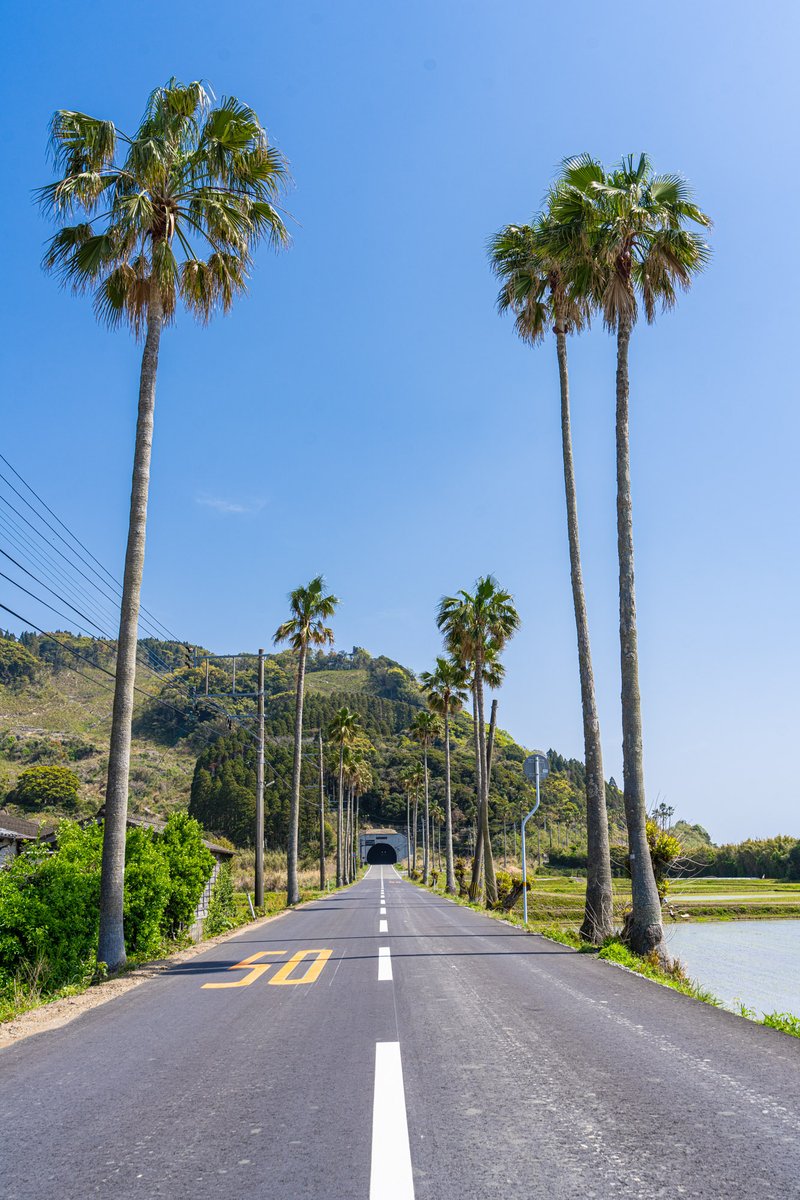 国道220号、448号を走り、理想のフェニックス並木を見つけました。