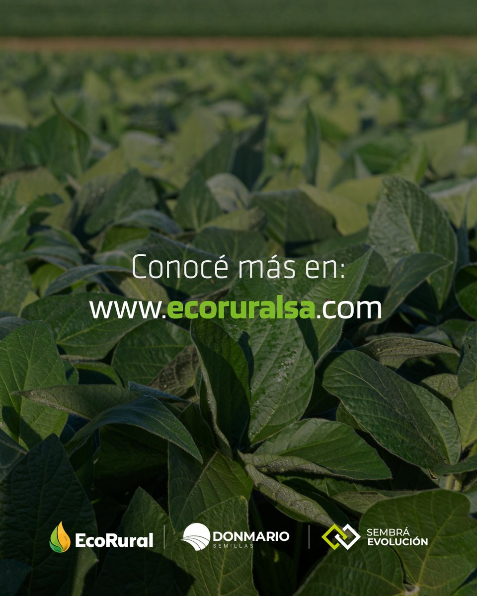 ecoruralsa's tweet photo. 🌱 LANZAMIENTO
Presentamos la nueva DM 50E25 SE, la variedad de soja que llega para marcar la diferencia.
 ✅ Destacada por su estabilidad en todos los ambientes.
 ✅ Excelente porte agronómico.
 ✅ Supera ampliamente a todos los testigos del mercado en su ciclo. https://t.co/wcTiPXCJPH