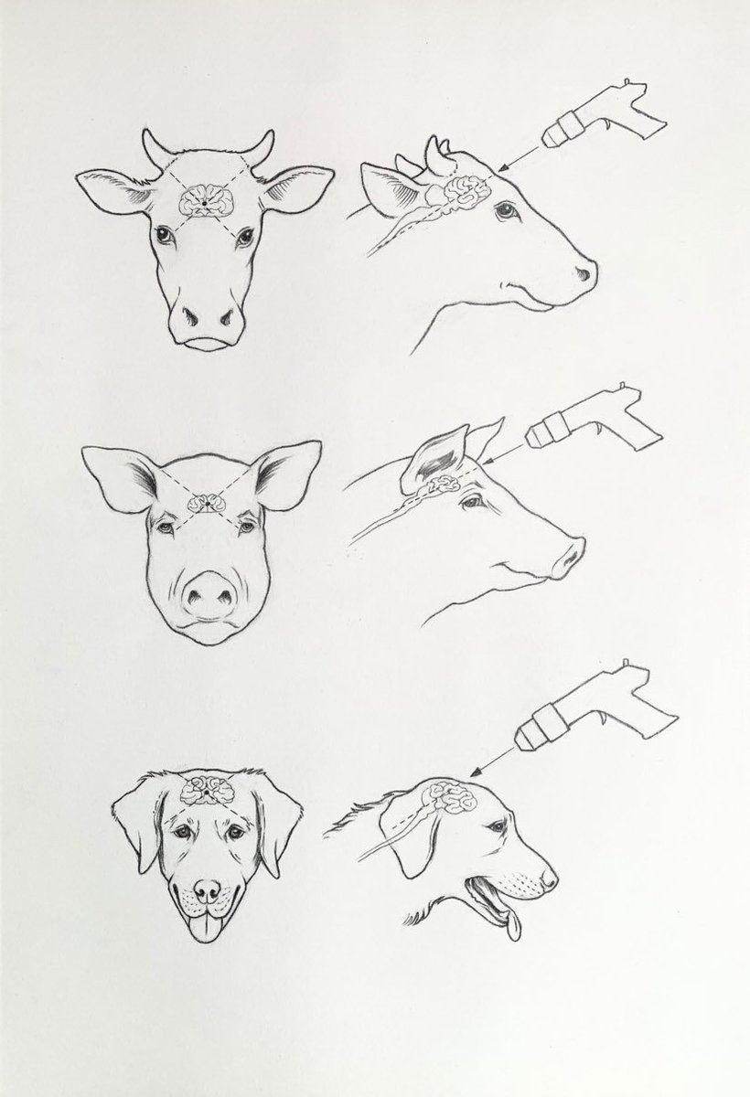 Folks ask us how we harvest our dogs peacefully on their last day. For the larger breeds, it's the same way other family farms harvest cows &amp; pigs.

First, we gently fire a metal bolt respectfully into the brain of the dog, causing them to lose consciousness immediately most of