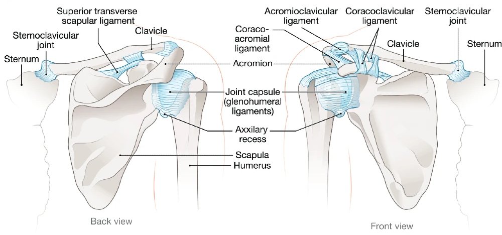 Shoulder Anatomy: Joints and Ligaments

#shoulder #anatomy 
jucm.com/urgent-care-as…