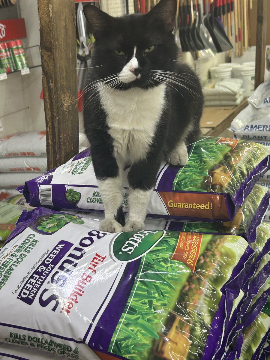 swfertilizer's tweet image. Bustopher’s pick of the day: