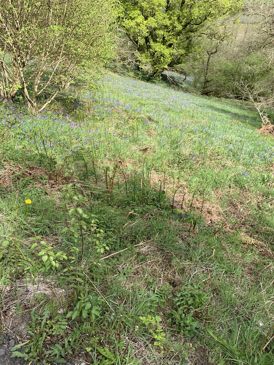 What an afternoon for a whole school wellbeing walk! We live in such a beautiful space.