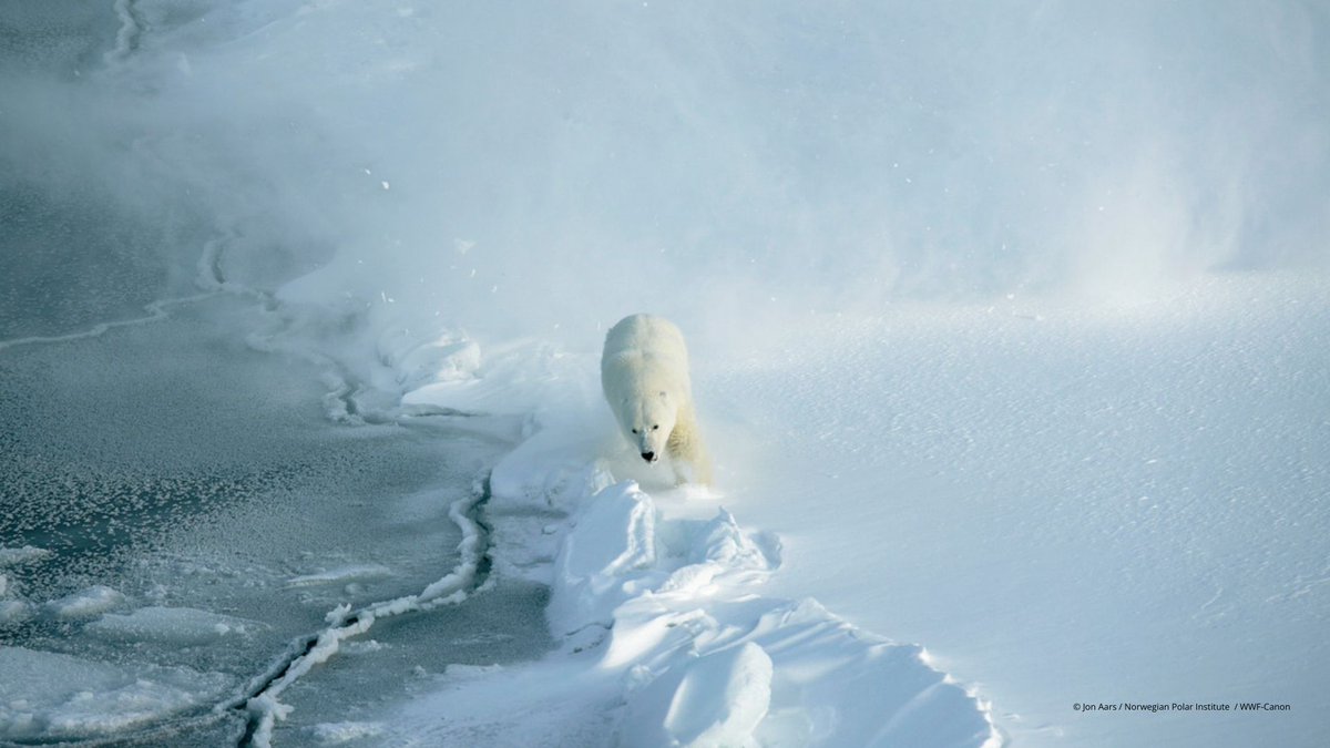 🌡️ Much of the science about how #PolarBears are responding to sea ice loss comes from decades-long research programs that include GPS tracking.

Discover where in the #Arctic polar bears are traveling on new Wildlife tracker 🔗:
arcticwwf.org/wildlife/wildl…