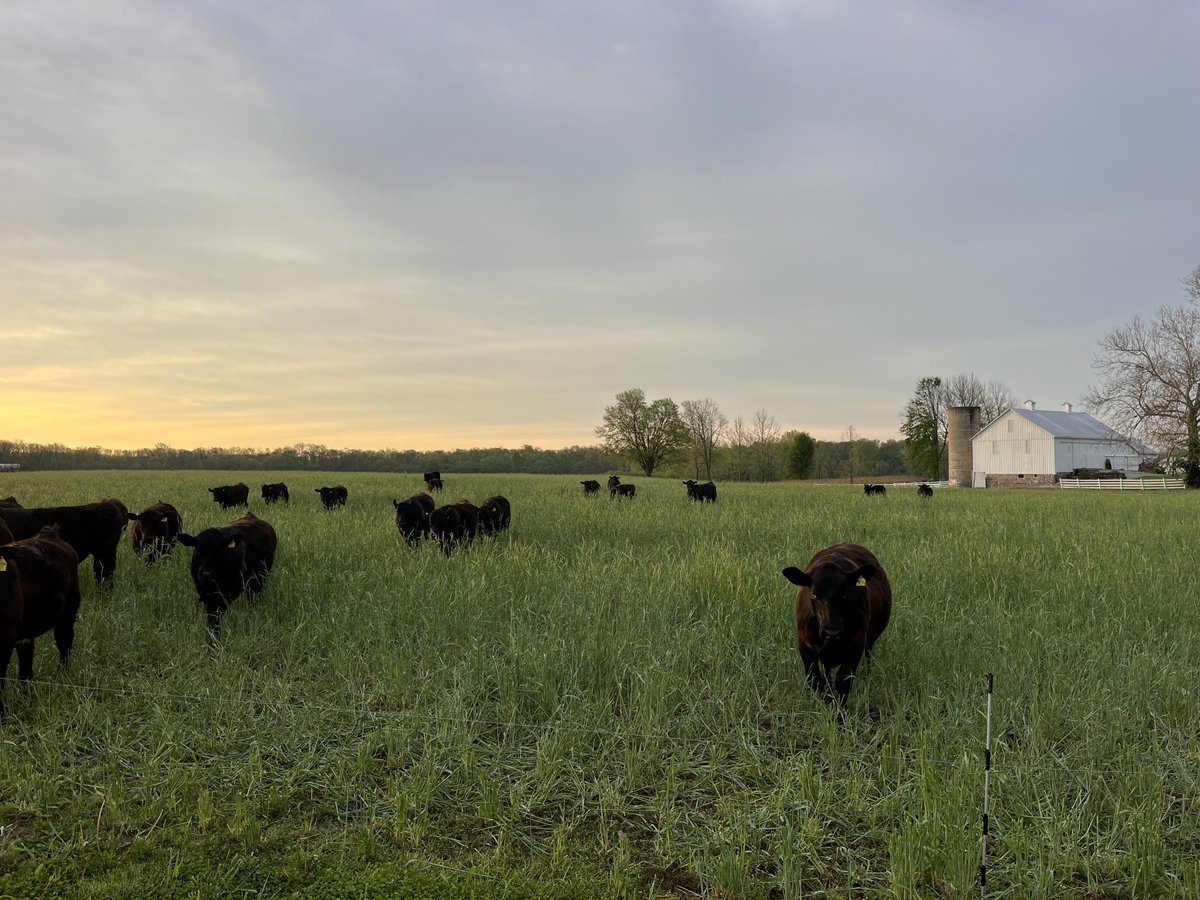 BeefProvisions's tweet image. Beautiful start to the day! Made your deposit for a freezer beef bundle yet? 1/2 beef, 1/4 beef, or 1/8 beef... we've got the best bundles to stock your freezer.