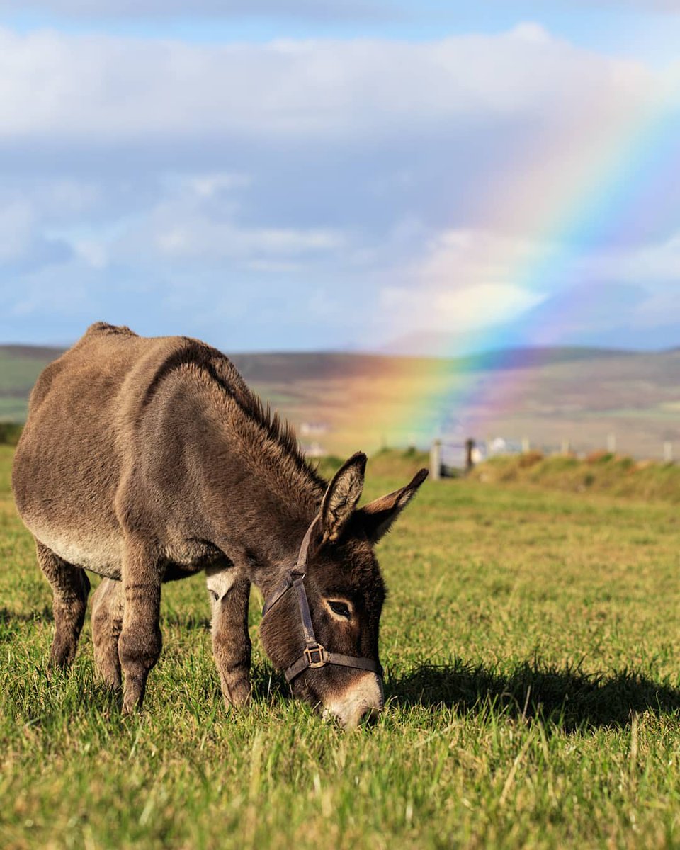 Discover Ireland (@discoverireland) on Twitter photo Happy World Donkey Day from Ireland 🫏
Ireland’s countryside is full of friendly donkeys, and none more famous than Jenny the donkey from The <a href="/Banshees_Movie/">The Banshees of Inisherin</a>💚
Donkeys are a common sight in rural areas, especially in counties like Kerry, Cork, and Donegal, where they roam Happy World Donkey Day from Ireland 🫏
Ireland’s countryside is full of friendly donkeys, and none more famous than Jenny the donkey from The <a href="/Banshees_Movie/">The Banshees of Inisherin</a>💚
Donkeys are a common sight in rural areas, especially in counties like Kerry, Cork, and Donegal, where they roam