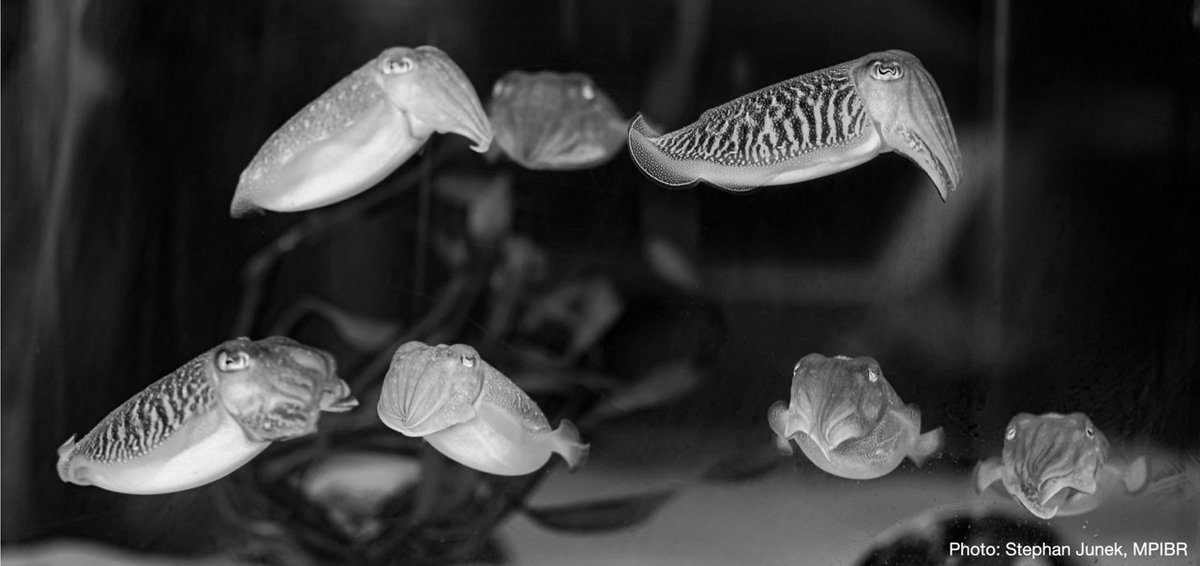 SWC (@swc_neuro) on Twitter photo As part of the SWC Seminar Series, Dr <a href="/dominic_evans_/">Dominic Evans</a>
(<a href="/maxplanckpress/">Max Planck Society</a> Institute for Brain Research) discusses his work on the cephalopod optic lobe and its role in vision-guided camouflage.
sainsburywellcome.org/web/qa/cuttlef… As part of the SWC Seminar Series, Dr <a href="/dominic_evans_/">Dominic Evans</a>
(<a href="/maxplanckpress/">Max Planck Society</a> Institute for Brain Research) discusses his work on the cephalopod optic lobe and its role in vision-guided camouflage.
sainsburywellcome.org/web/qa/cuttlef…