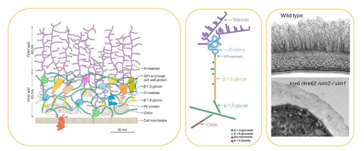 Neil Gow (@neil_gow) on Twitter photo Hope this new review on the fungal cell wall is useful. Dedicated to Salomon Bartnicki-Garcia and his inspiring work on the fungal hypha. A special issue of FGB
Article link:
doi.org/10.1016/j.fgb.⦠ā¦<a href="/MRCcmm/">MRC Centre for Medical Mycology</a>ā© ā¦ā¦<a href="/eurconfmedmycol/">ECMM</a>ā© ā¦ā¦<a href="/RiquelmeLab/">Riquelme Lab</a>ā© Hope this new review on the fungal cell wall is useful. Dedicated to Salomon Bartnicki-Garcia and his inspiring work on the fungal hypha. A special issue of FGB
Article link:
doi.org/10.1016/j.fgb.⦠ā¦<a href="/MRCcmm/">MRC Centre for Medical Mycology</a>ā© ā¦ā¦<a href="/eurconfmedmycol/">ECMM</a>ā© ā¦ā¦<a href="/RiquelmeLab/">Riquelme Lab</a>ā©