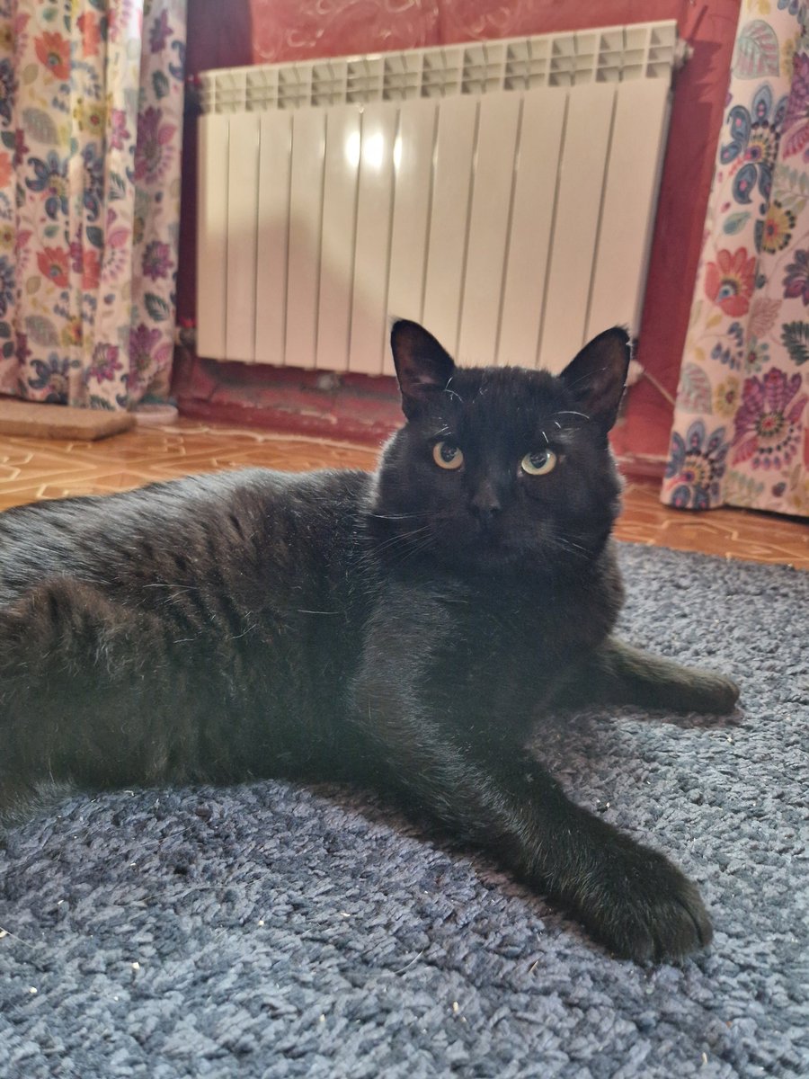 Сириус до сих пор ищет дом

#ищетдом #котодобро