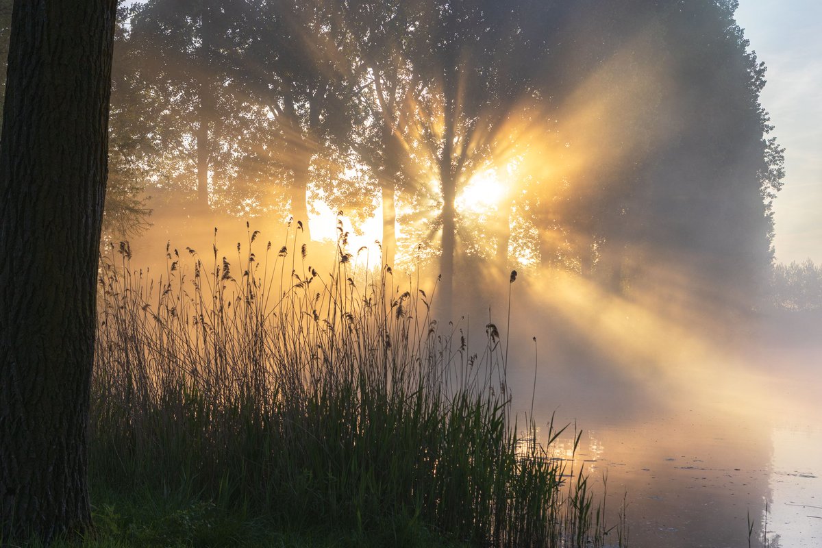 Een explosie van licht in het krekengebied van Rode Sluis, op de grens met Zeeuws-Vlaanderen #voorjaar #fotografie #Zeeland 💚📷