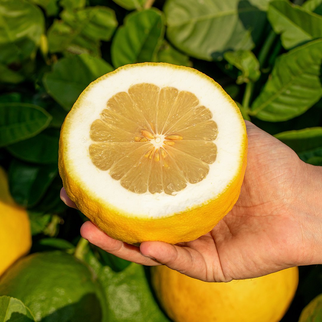 Finike'deki bahçelerimizde yetiştirdiğimiz, lezzetli grande limon.💛
Hemen şimdi portakalbahcem.com’dan sipariş verebilirsiniz.🍋