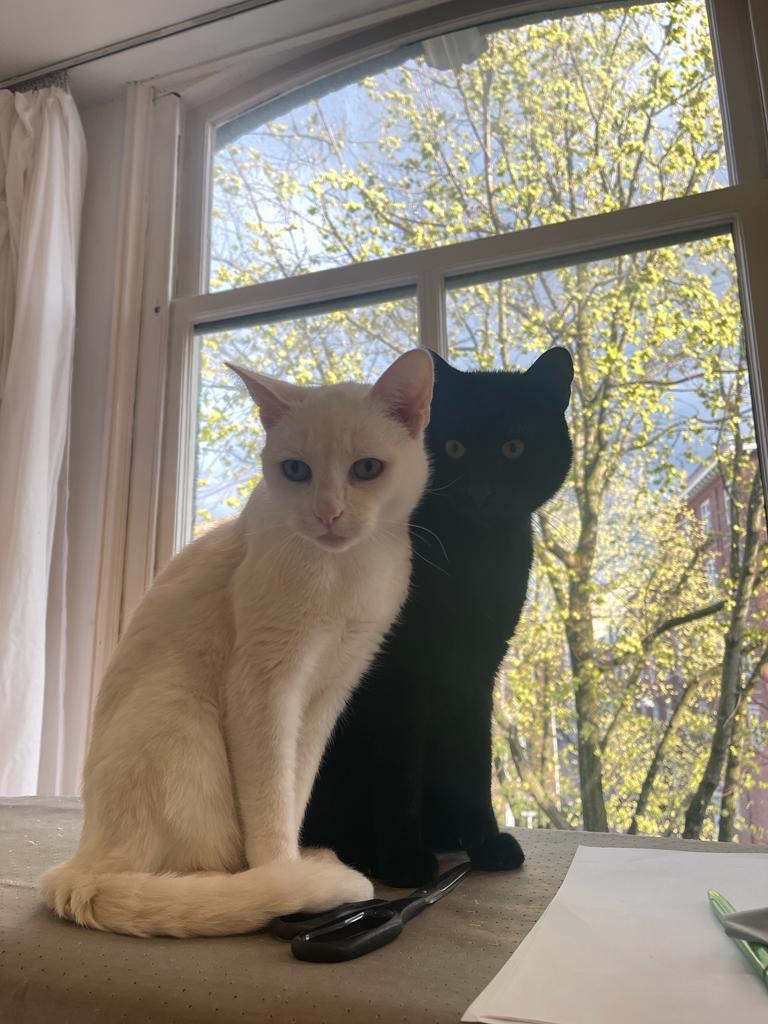 Jimmy 2011 &amp; Loki 2023 
2 hele lieve, sociale katers die enorm van mensen houden. Zijn onafscheidelijk, knuffelig, binnenkatten. Zoeken n warm thuis – tijdelijk of voor altijd.
Gecastreerd, gechipt, ingeënt, gewend aan reizen. Ze horen bij elkaar.
Interesse? info@theladyinblu.com