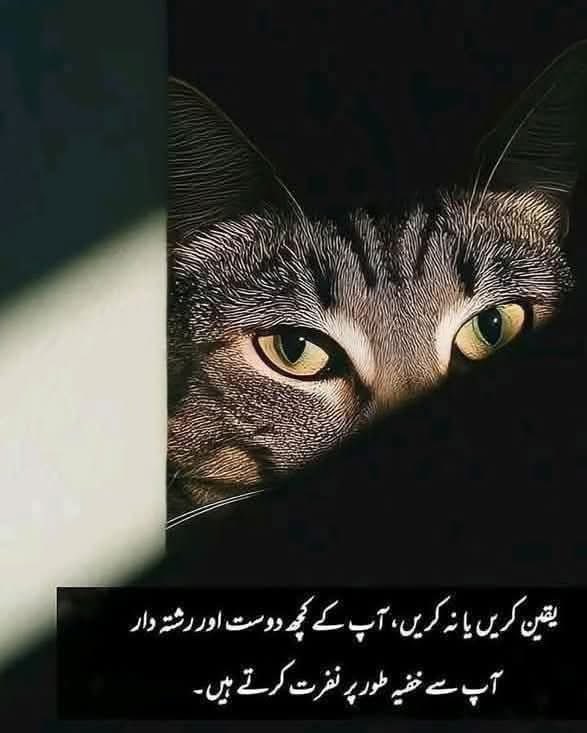 لوگوں کو اپنی زندگی سے نکال دینا 
ہمیشہ نفرت یا حسد کی وجہ سے نہیں ہوتا 
بعض اوقات یہ صرف سوچ کے 
فرق کی وجہ سے ہوتا ہے 
کچھ لوگ وفاداری سے محروم ہوتے ہیں 
کچھ صرف اپنا مطلب نکالنے والے ہوتے ہیں،
کچھ آپ کی ہمت ختم کر دیتے ہیں
اور کچھ دوغلے ہوتے ہیں۔

#Pakistan 
#beautifulhome