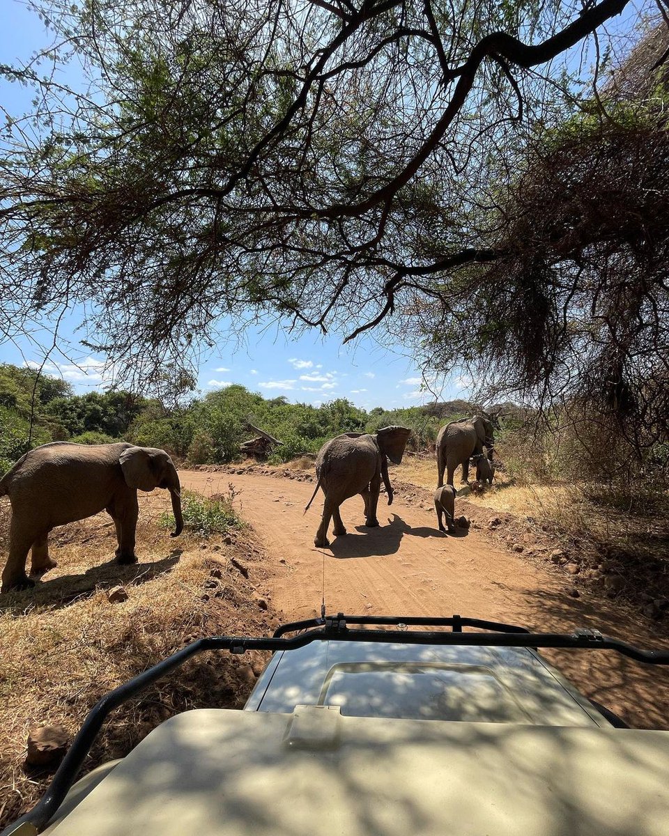 africamarula_AF's tweet photo. Tarangire National Park #Tanzania #safari #travel #Conclave2025 #Pakistan #IndianArmy #vacation #adventuretime #AdventureAwaits https://t.co/kwq8wOt3Va