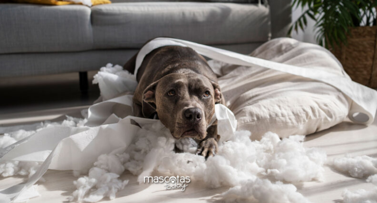 MascotasToday's tweet photo. Mi perro destructor ¿Por qué rompe las cosas? https://t.co/HhbzF18Pce https://t.co/Rj4BqDbtGH