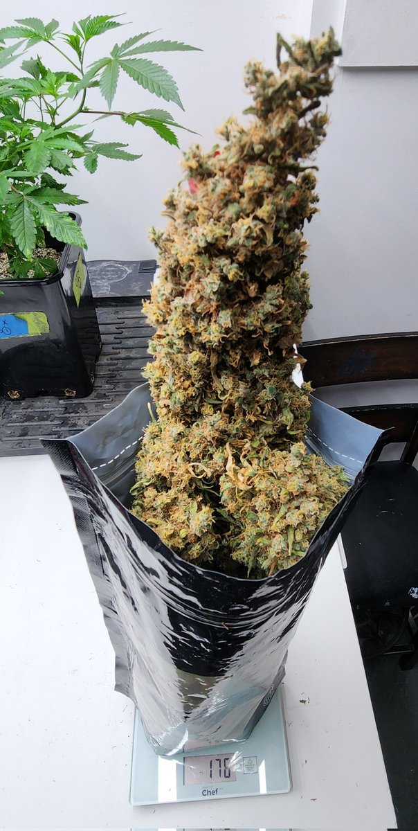 KannabiaSeeds's tweet photo. BREAK-UP CAKE by #Kannabia 🌱 @KannabiaSeeds @Kannabia_Samen @IntKannabia

📷 Credits: @Dankeye420 Thanks! 💯😍🧡💚

ℹ️ #Break_UpCake #seeds ➡️  https://t.co/lDPOOvn20g

Fem ♀️
Girl Scout Cookies x #CherryPie
Indica dominant hybrid
#USGenetics 🇺🇸