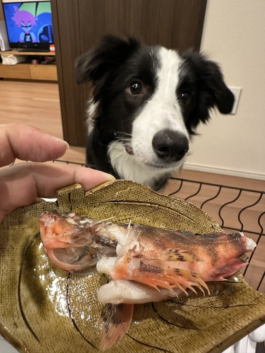 こどもの日、お兄ちゃんとお父さんが釣りに行ったらしい。
魚も、悪くないじゃん。
頑張ってまたとってきてね。

※味無しで茹でたカサゴの、骨を除いたほぐし身だけ少しお裾分け