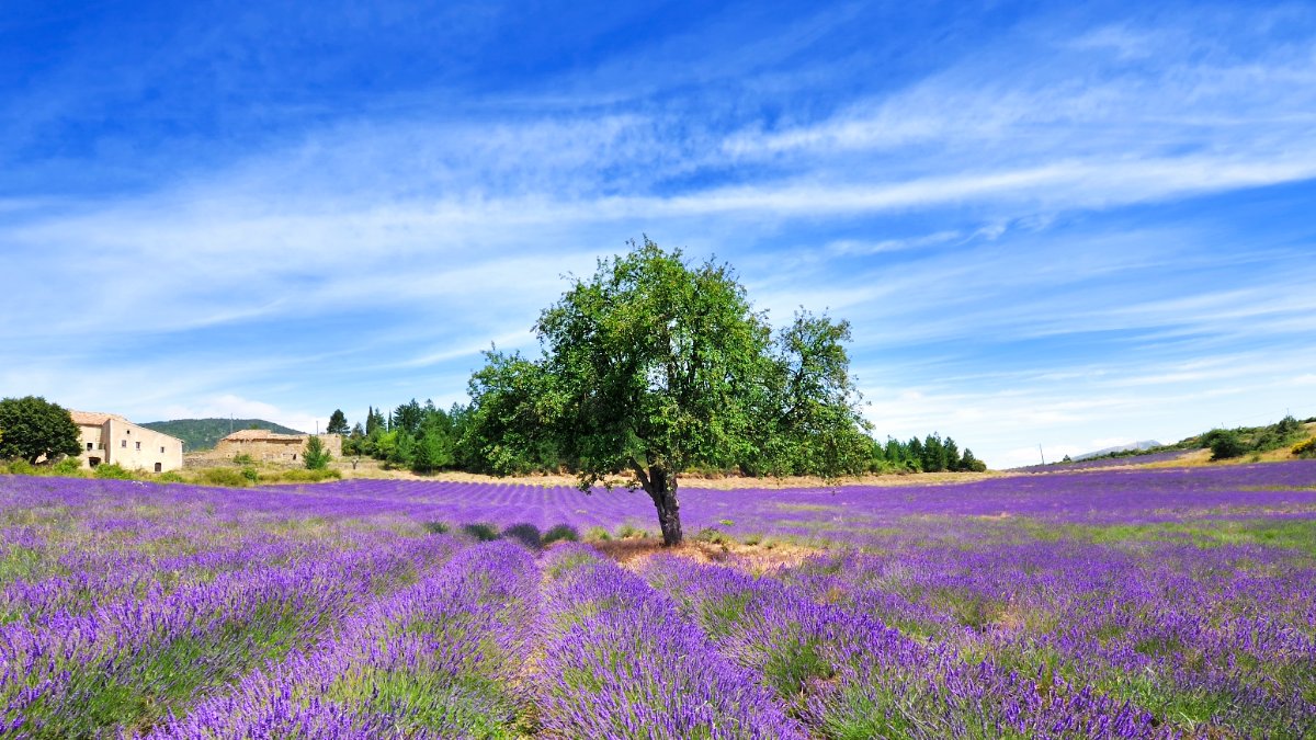 Weather2Travel.com (@weather2travel) on Twitter photo While Provence has more lavender fields than other parts of France, there are regions where the lavender pops brighter, camping is free & tourists are out of sight. This is where to go without the crowds 🇫🇷 weather2travel.com/blog/where-lav… <a href="/annahrichards/">Anna Richards 〓〓</a> <a href="/atout_france/">Atout France</a> While Provence has more lavender fields than other parts of France, there are regions where the lavender pops brighter, camping is free & tourists are out of sight. This is where to go without the crowds 🇫🇷 weather2travel.com/blog/where-lav… <a href="/annahrichards/">Anna Richards 〓〓</a> <a href="/atout_france/">Atout France</a>