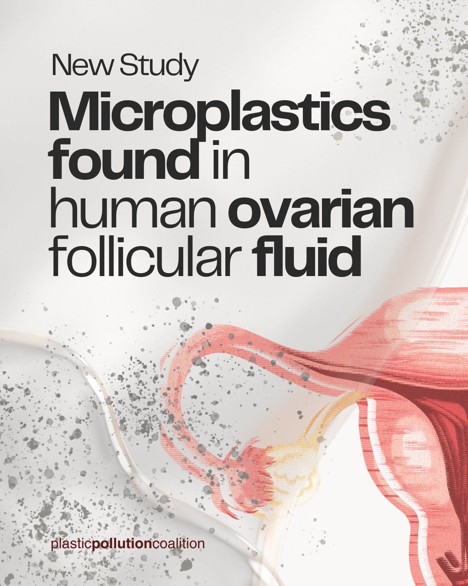 🔬 New research has found that #microplastics are making their way to human #ovarian follicular fluid, raising questions about how plastics and their toxic chemicals impact #fertility. 
⁠
🪺 Source: ScienceDirect 🔗 ow.ly/8IvV50VPl43.

#PlasticPollutes