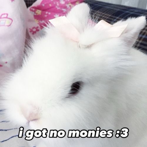 Bunnies (@bunnies) on Twitter photo 